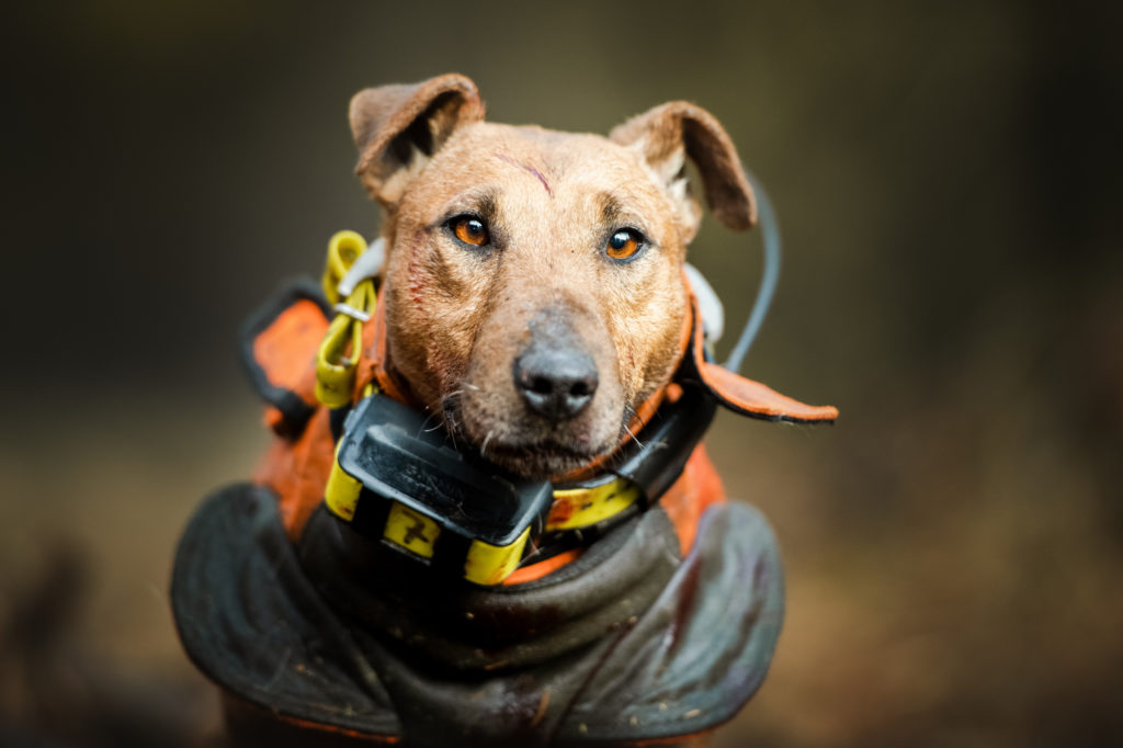 Deze hond is van De Meuterij